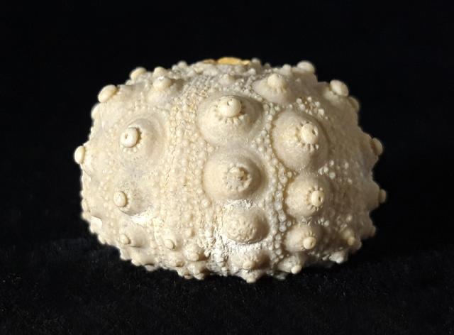 Hemicidaris intermedia (FLEMING 1828) - Bild © FossNet FossilienStore
